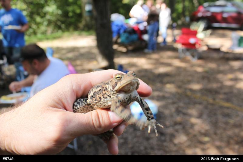 Eastern American Toad