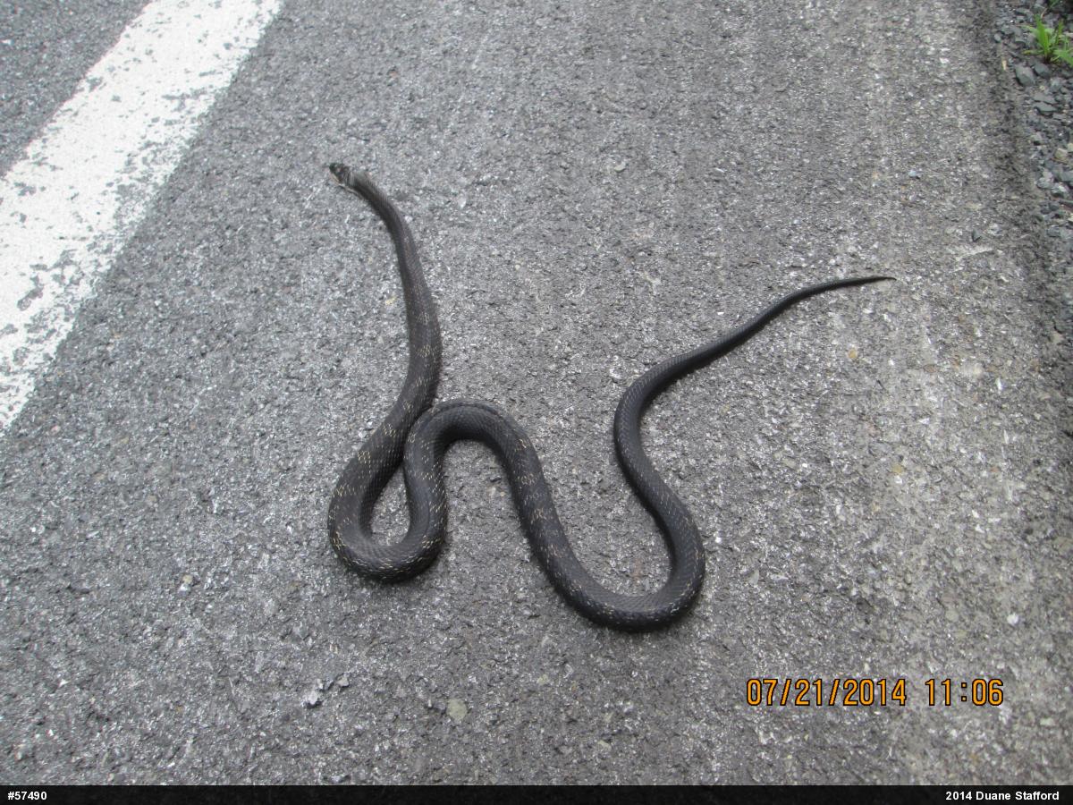 Eastern Ratsnake