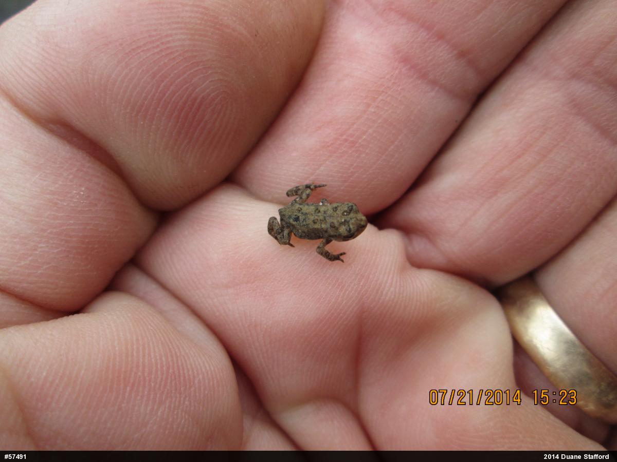 Eastern American Toad