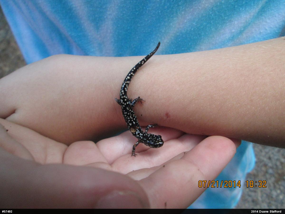 Northern Slimy Salamander