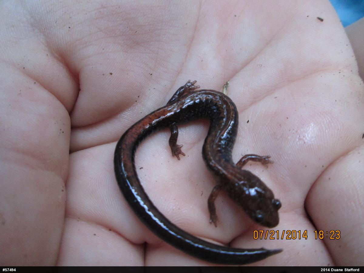 Eastern Red-backed  Salamander