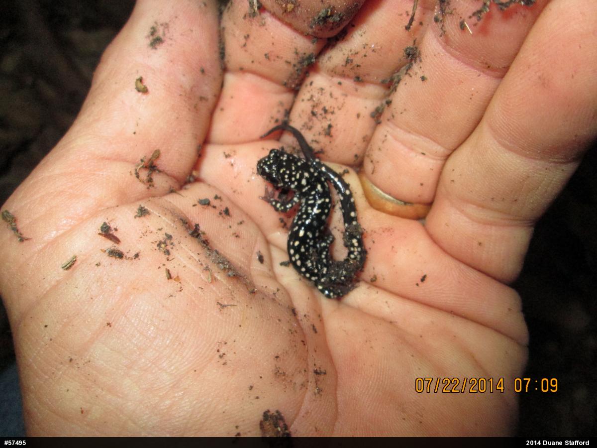 Northern Slimy Salamander