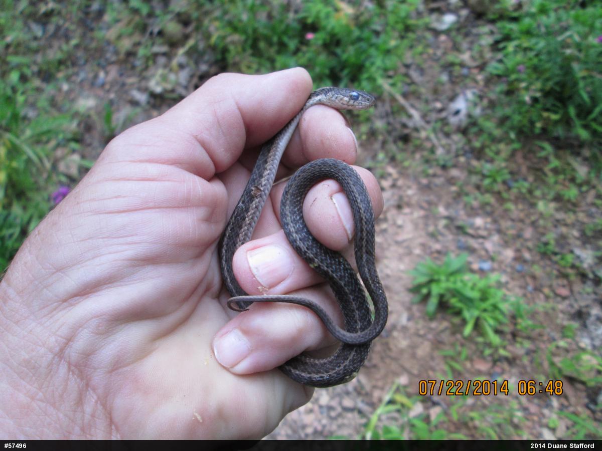 Eastern Gartersnake