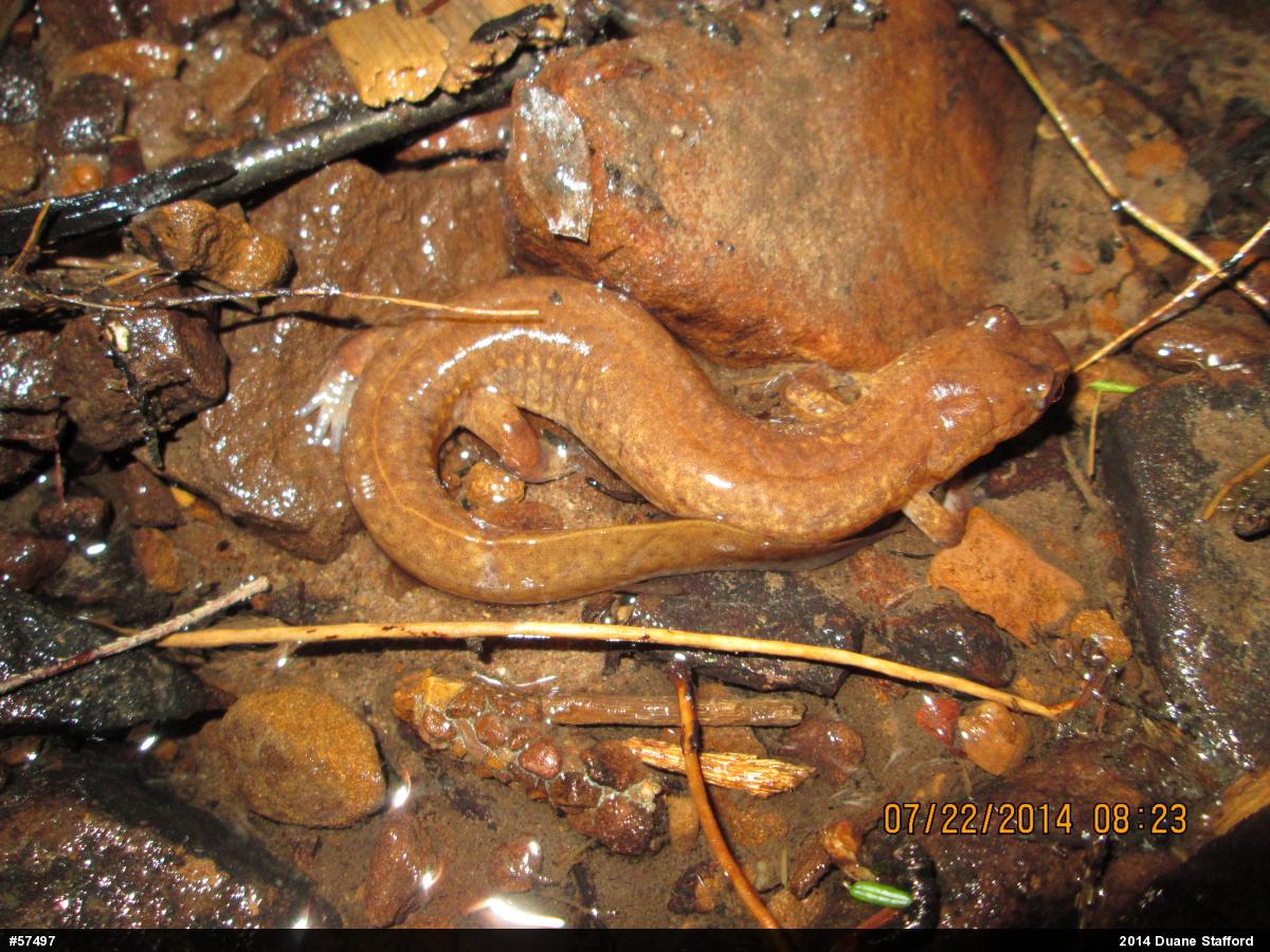 Northern Spring Salamander