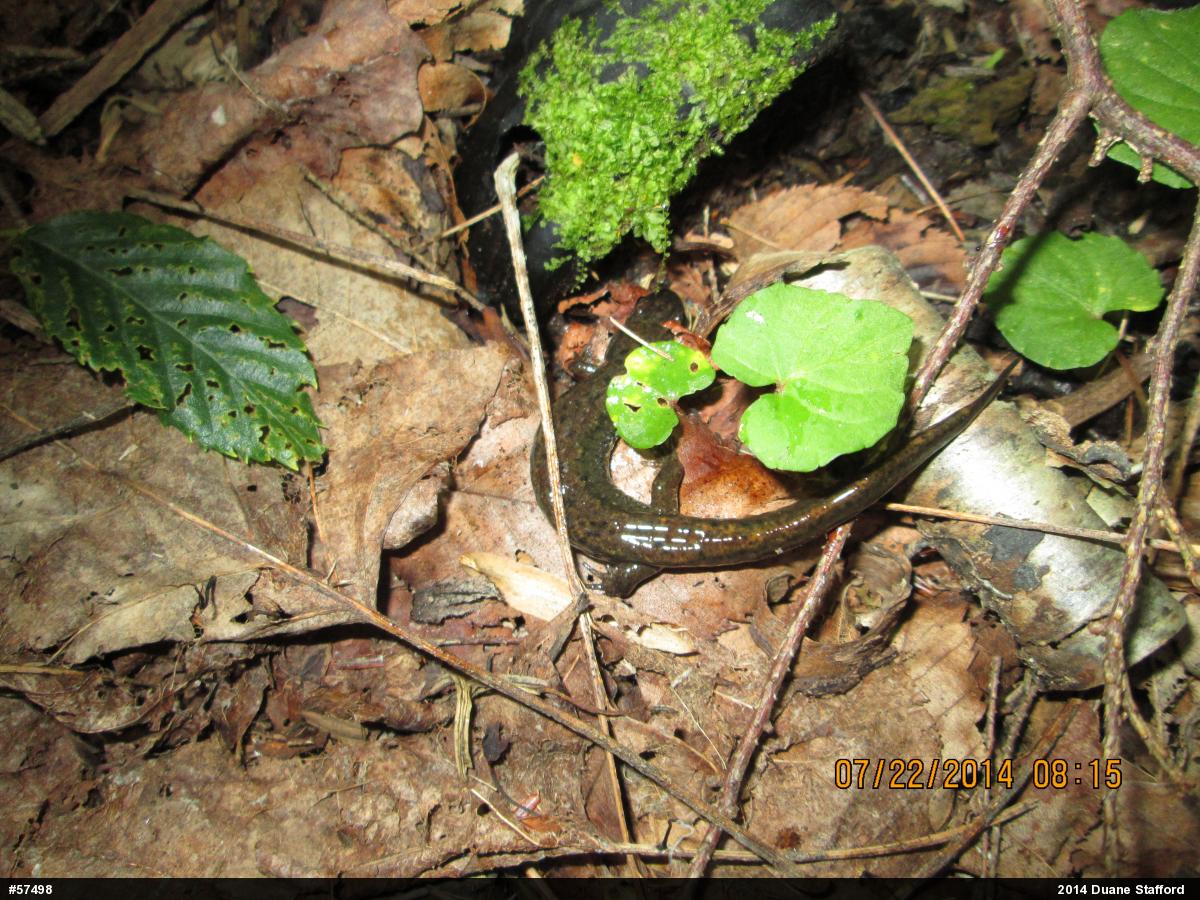 Northern Dusky Salamander