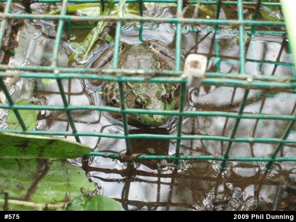 Green Frog
