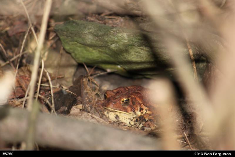 Eastern American Toad