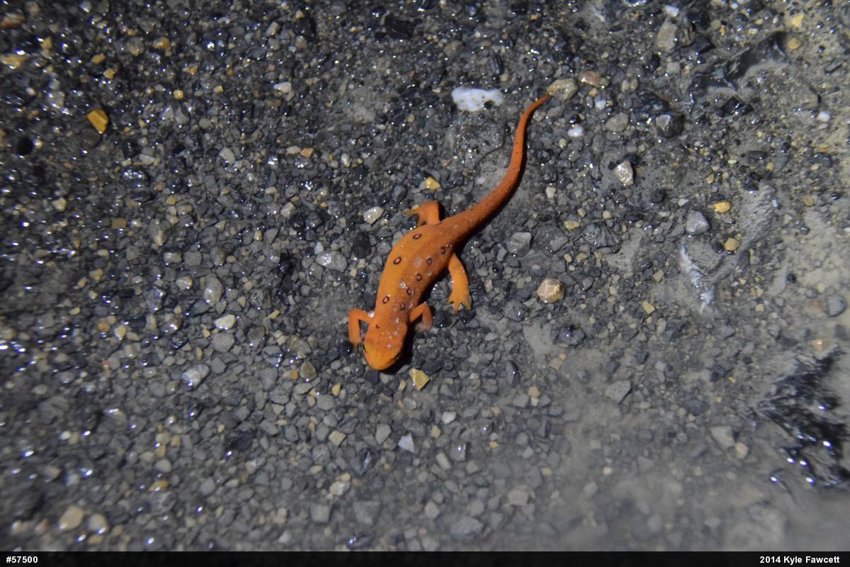 Red-spotted Newt