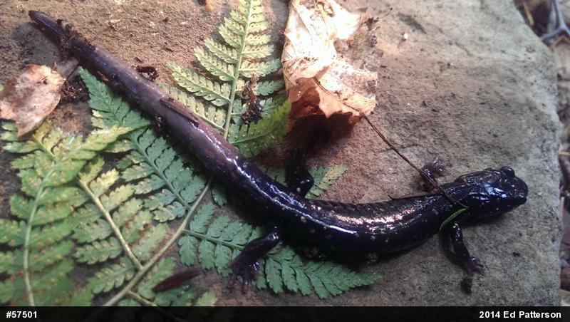 Northern Slimy Salamander