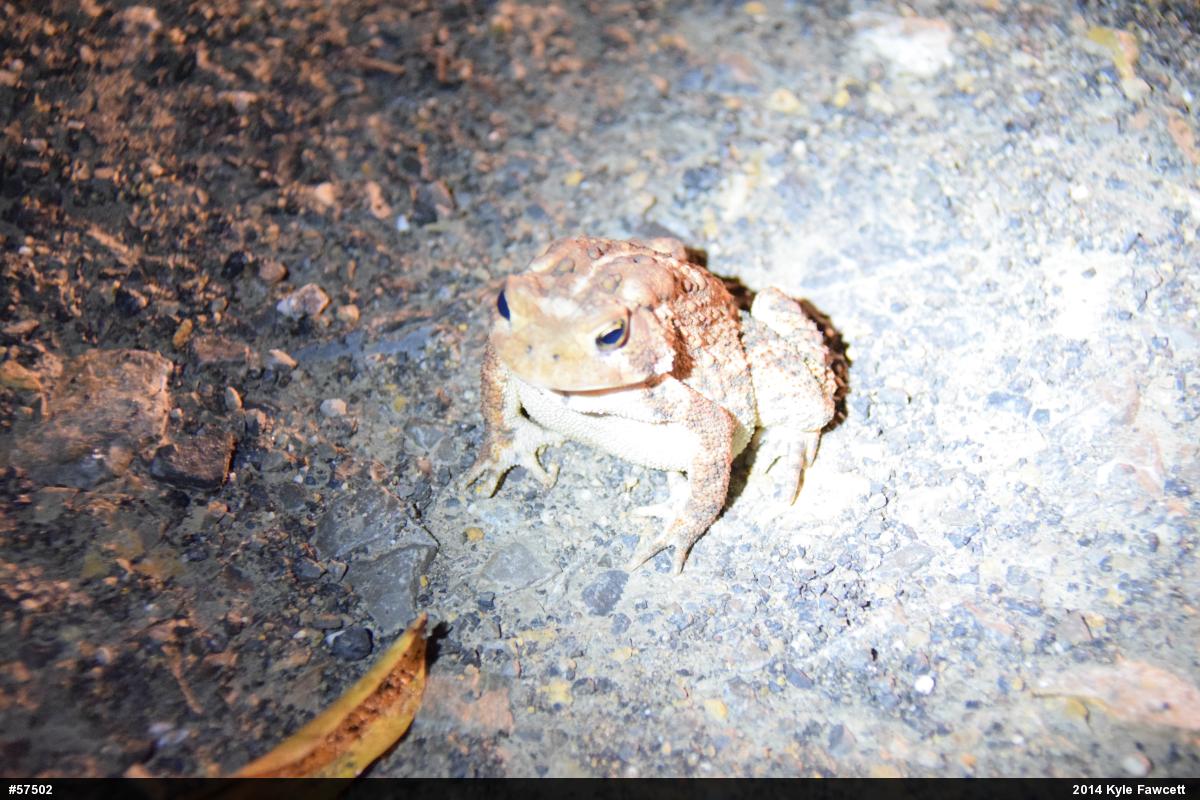 Eastern American Toad