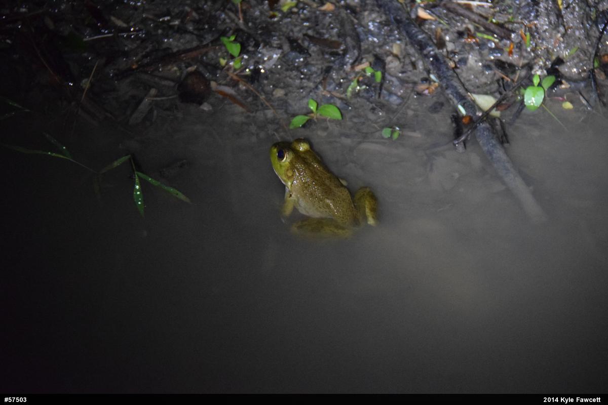 American Bullfrog