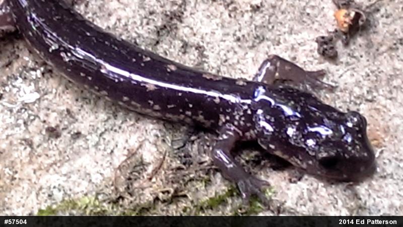 Wehrle's Salamander