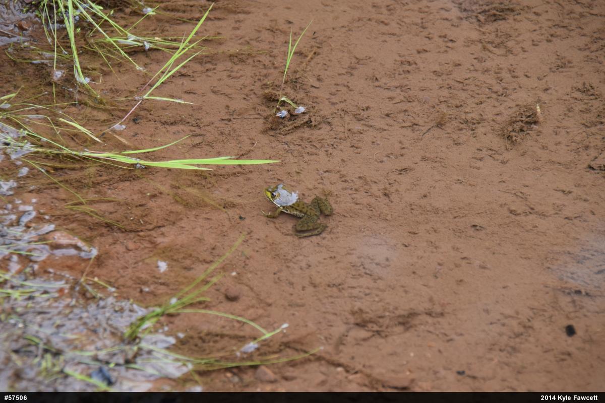Green Frog