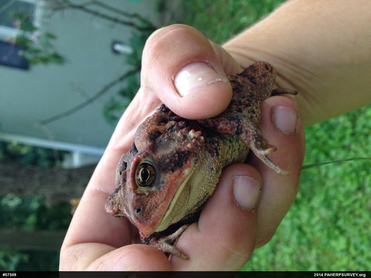 Eastern American Toad
