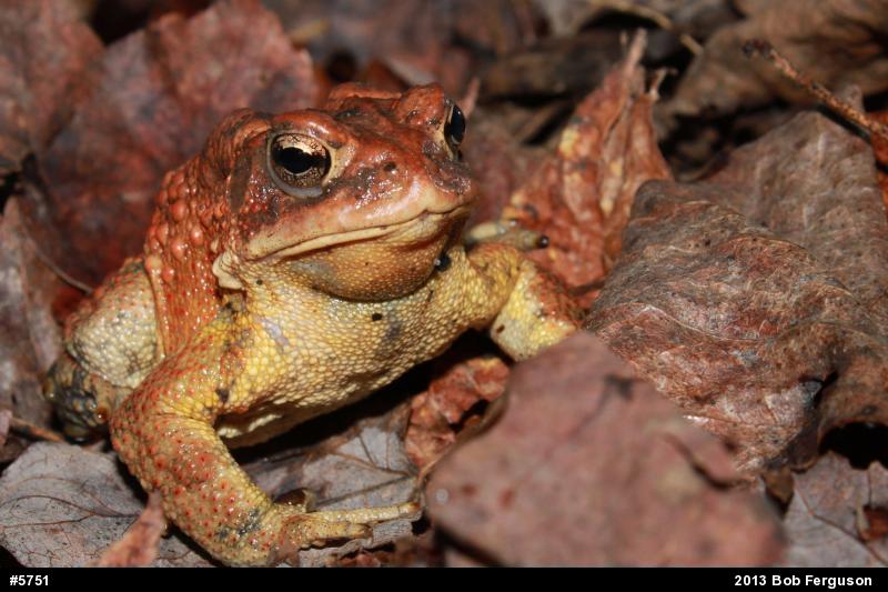 Eastern American Toad