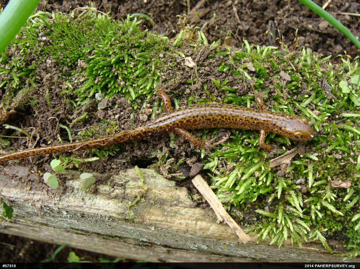 Eastern Long-tailed Salamander
