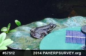 Green Frog