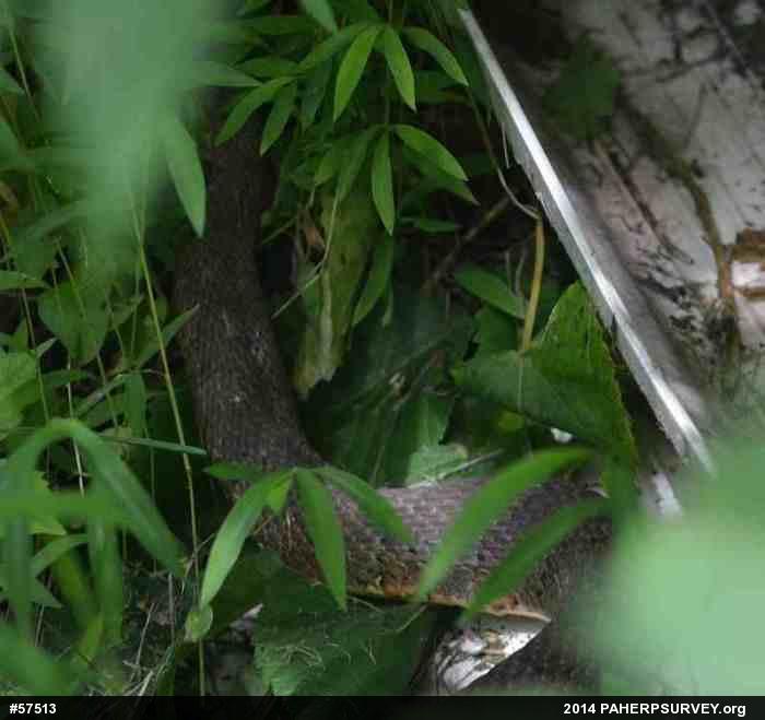 Northern Watersnake