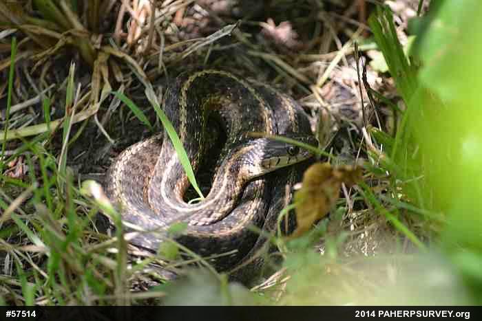 Eastern Gartersnake