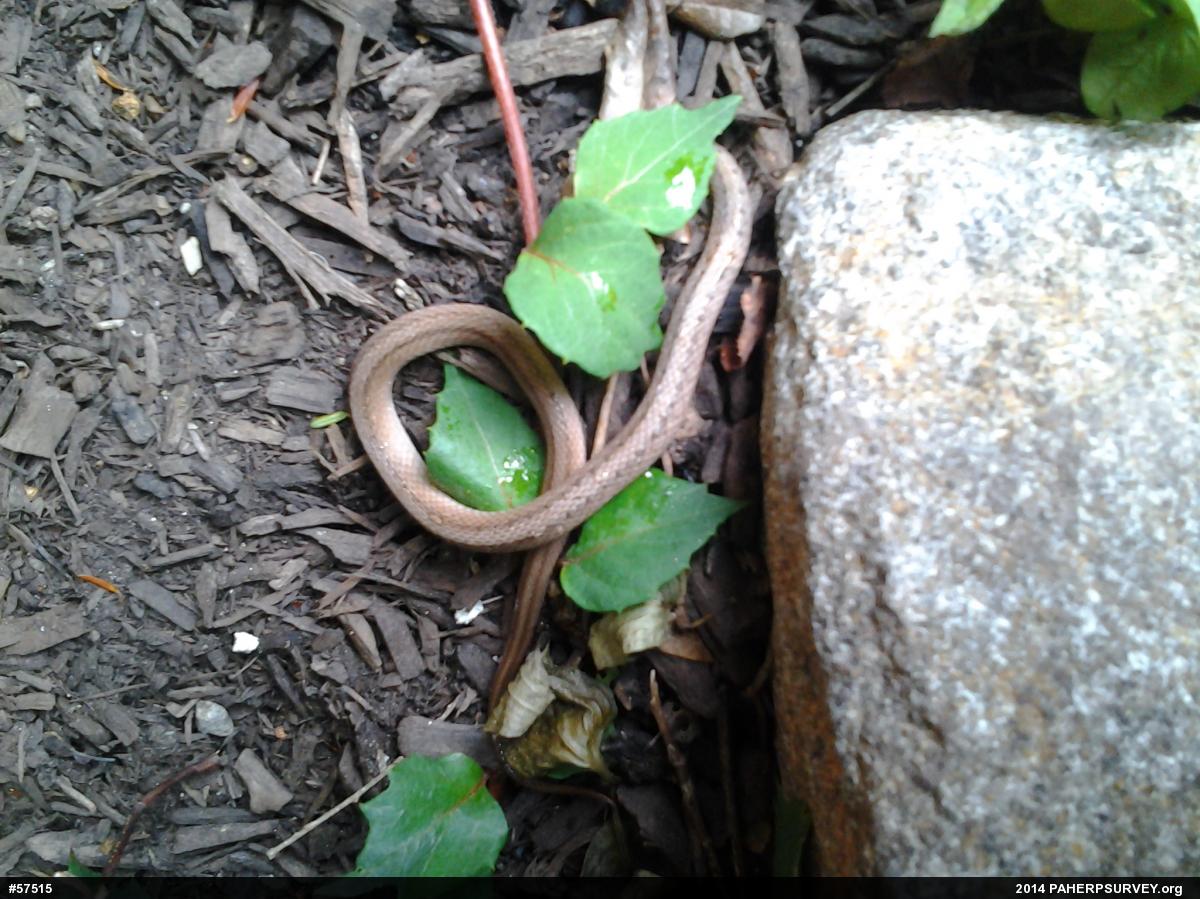 Dekay's Brownsnake