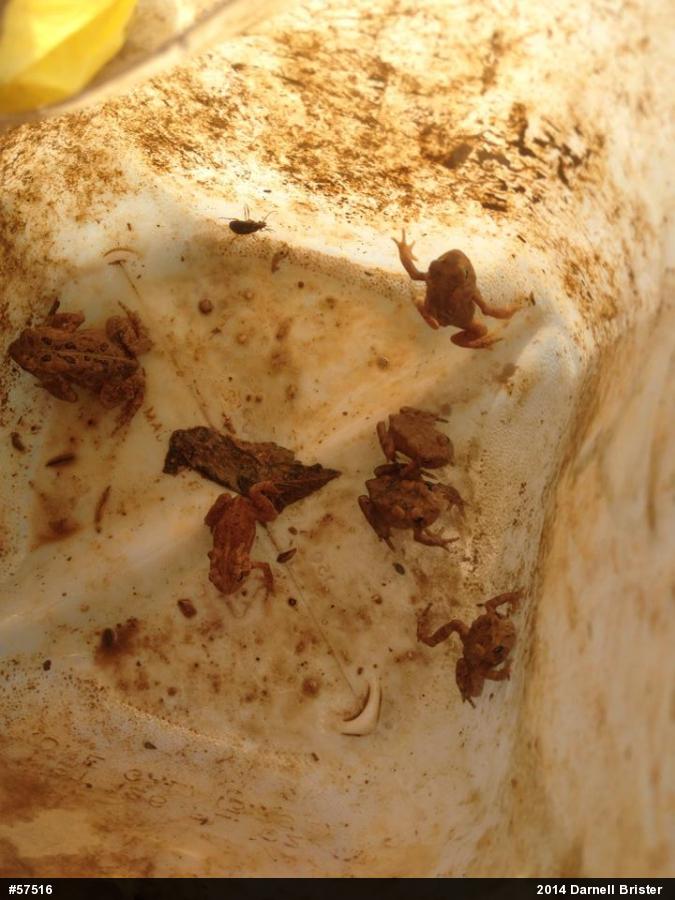 Eastern American Toad
