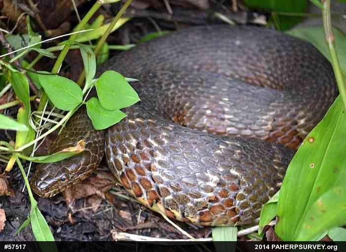 Northern Watersnake
