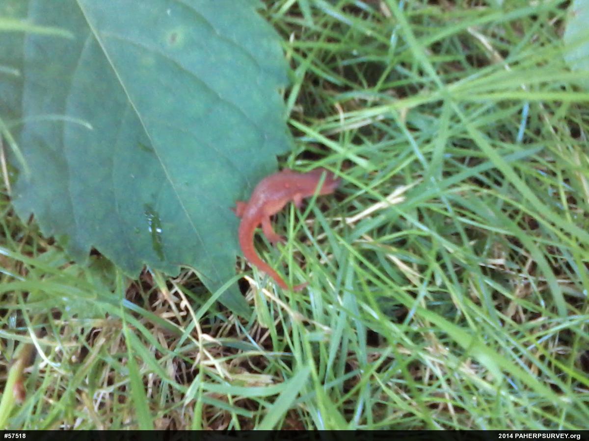 Red-spotted Newt