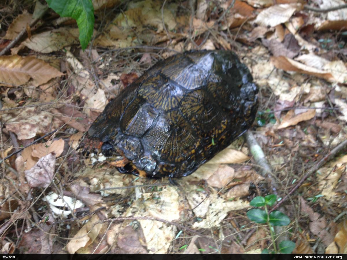 Wood Turtle