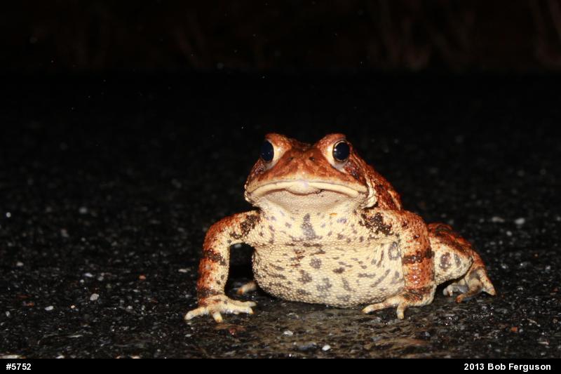 Eastern American Toad