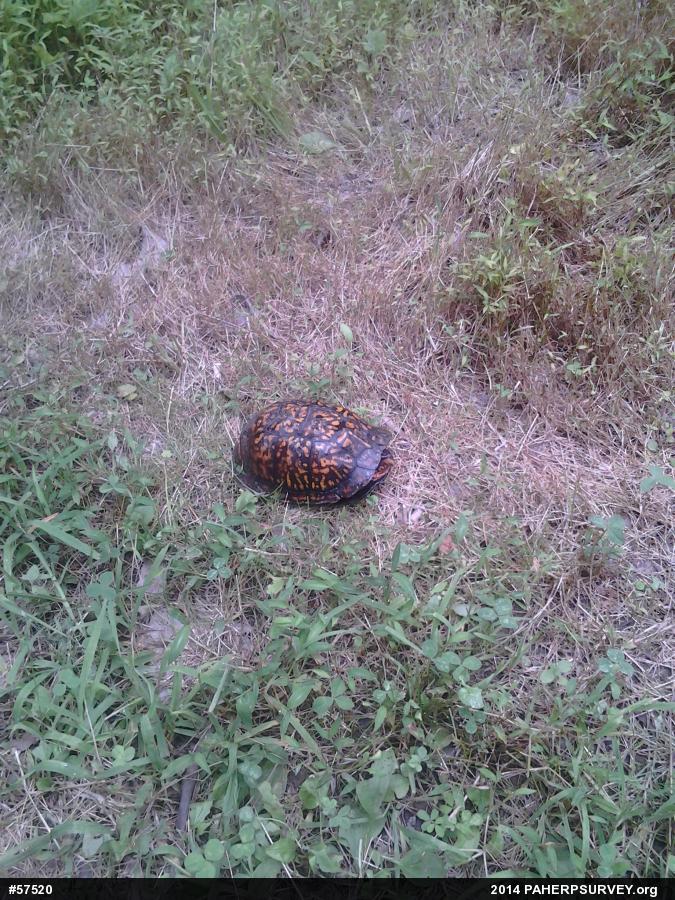 Eastern Box Turtle