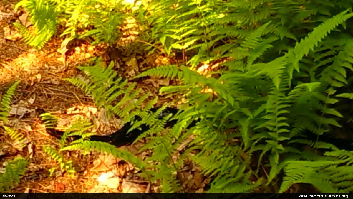Timber Rattlesnake
