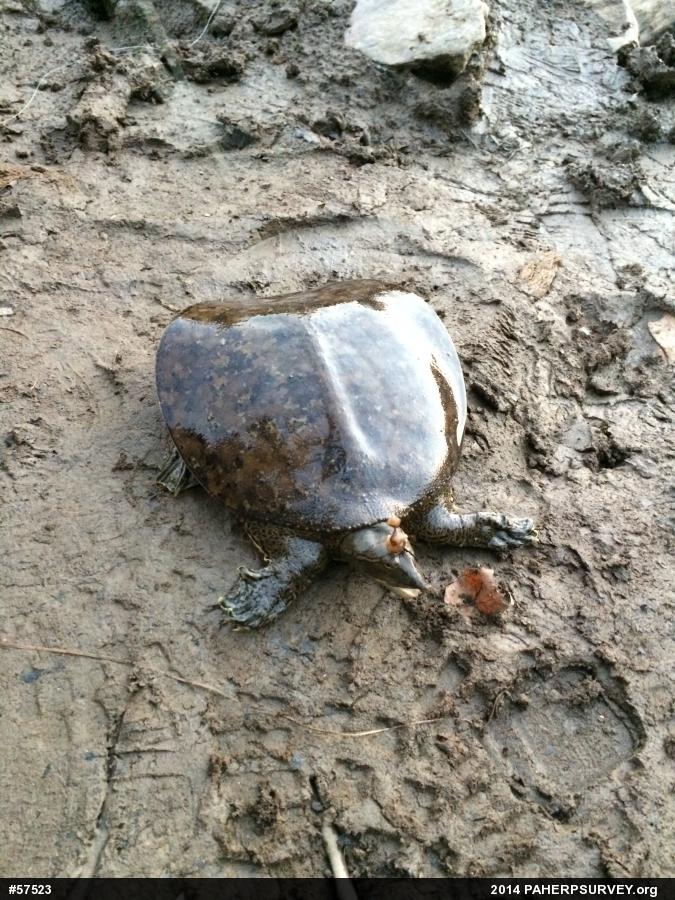 Eastern Spiny Softshell