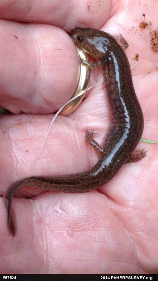 Northern Spring Salamander