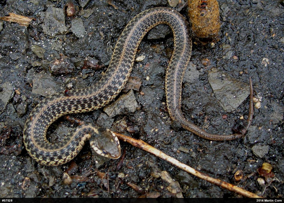 Eastern Gartersnake
