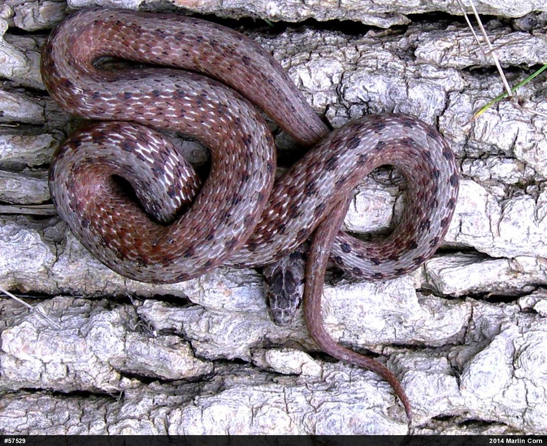 Dekay's Brownsnake