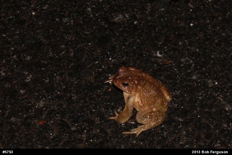 Eastern American Toad