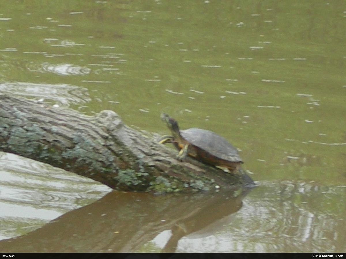 Red-eared Slider