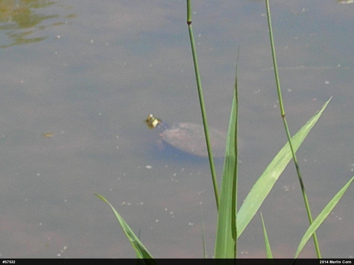 Yellow-bellied Slider