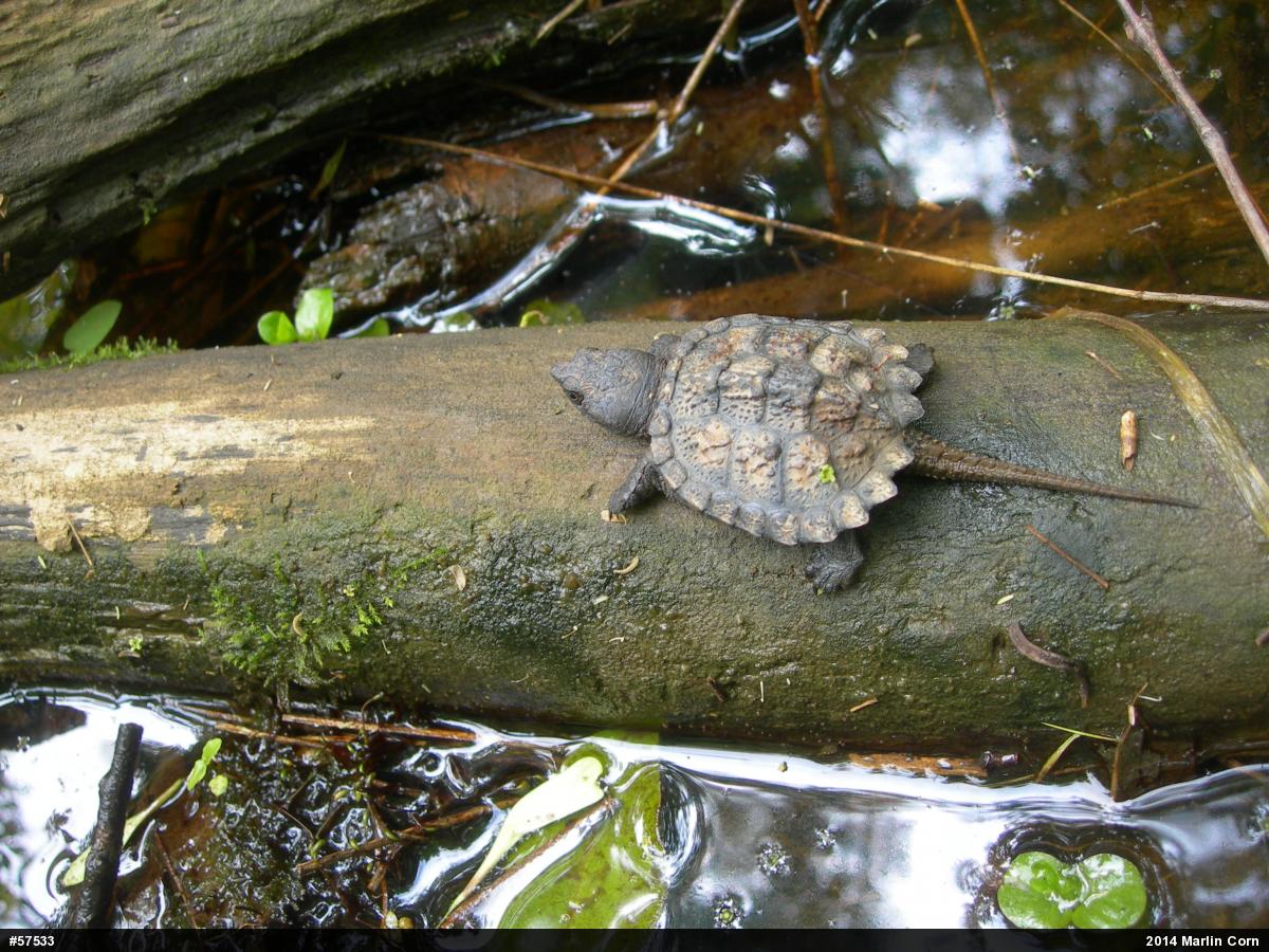Snapping Turtle