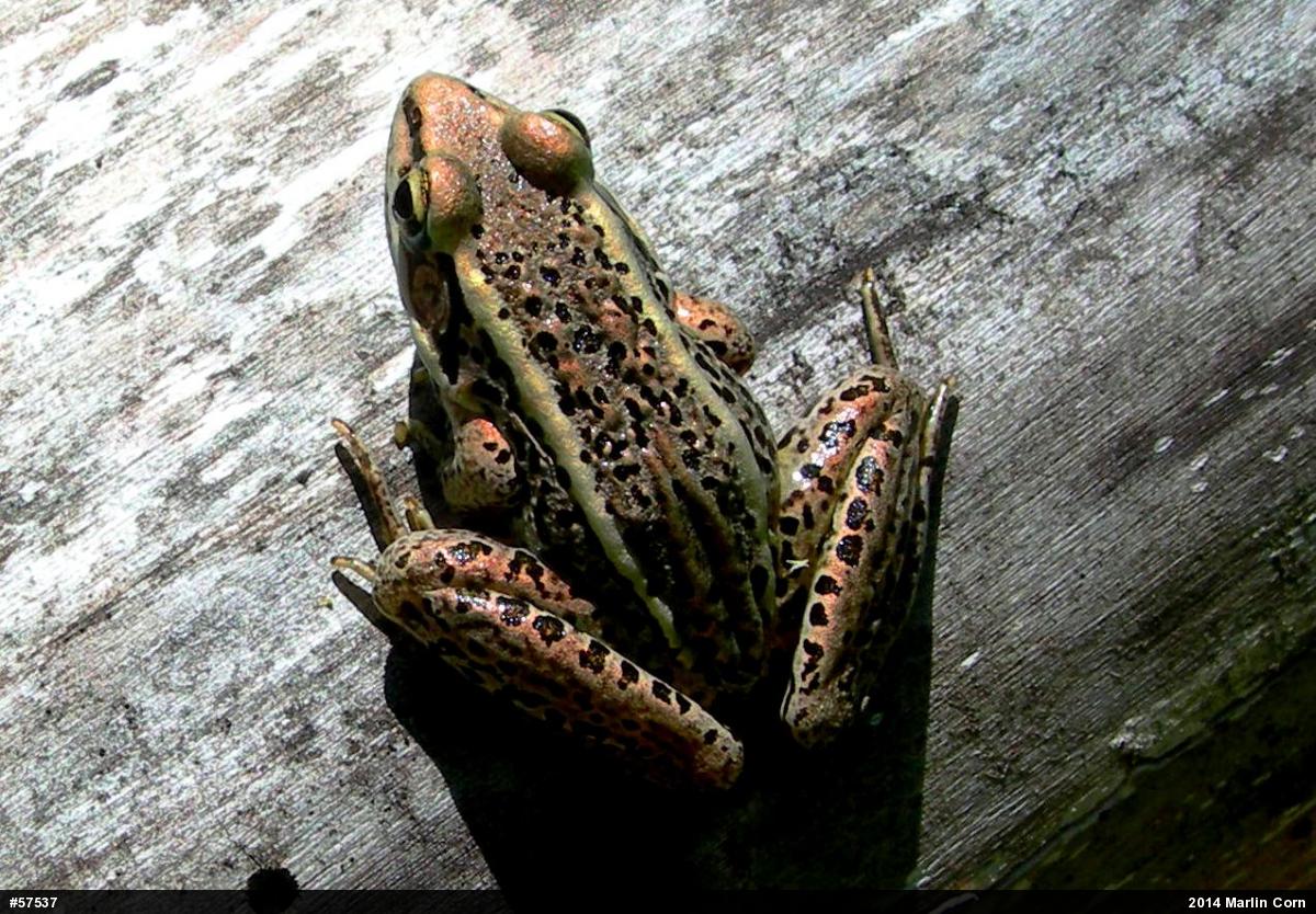 Pickerel Frog