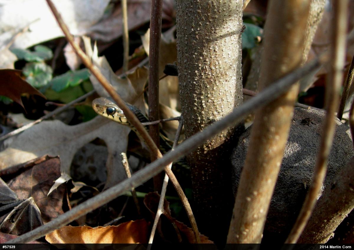 Eastern Gartersnake