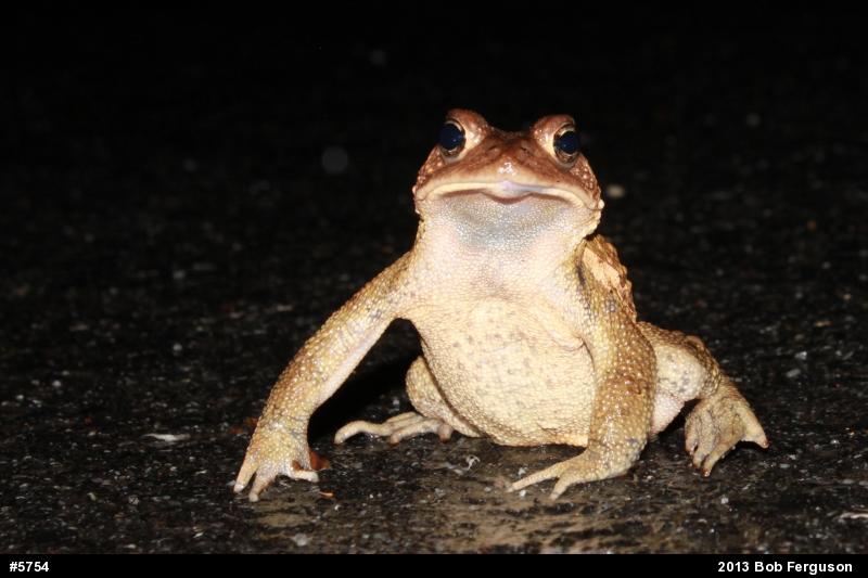 Eastern American Toad