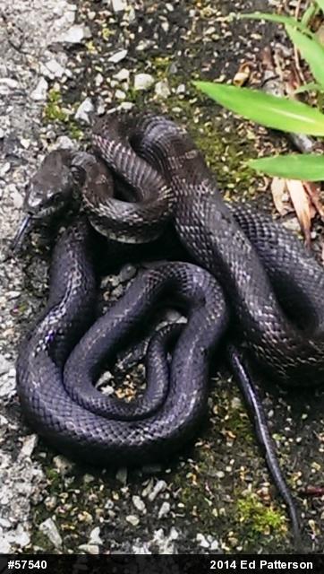 Eastern Ratsnake