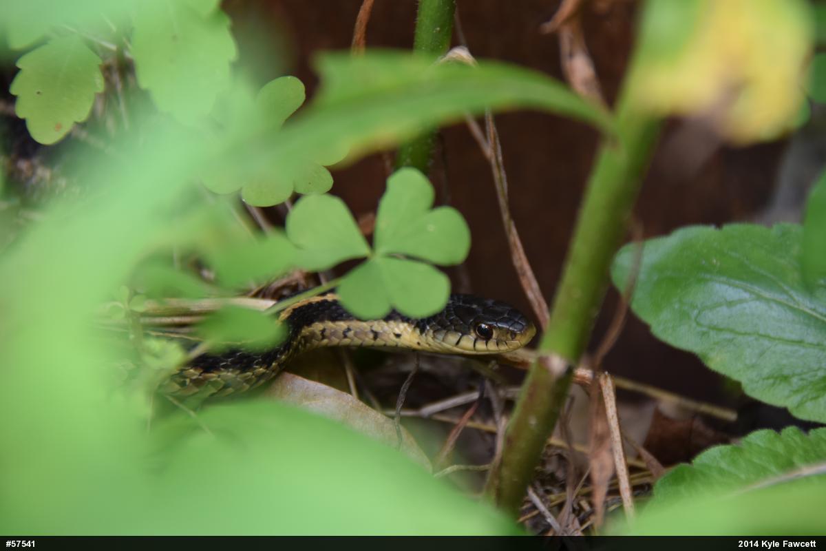 Eastern Gartersnake
