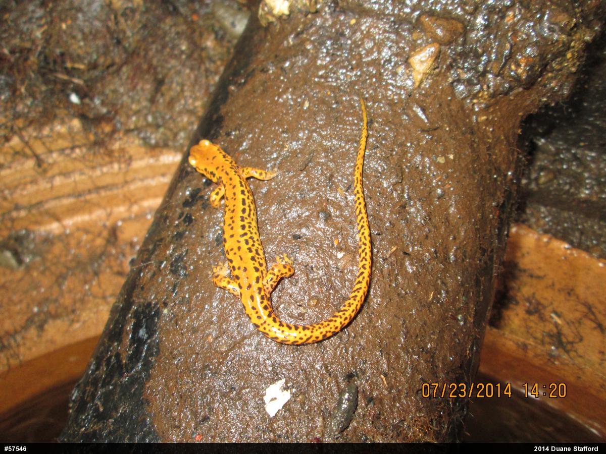 Eastern Long-tailed Salamander