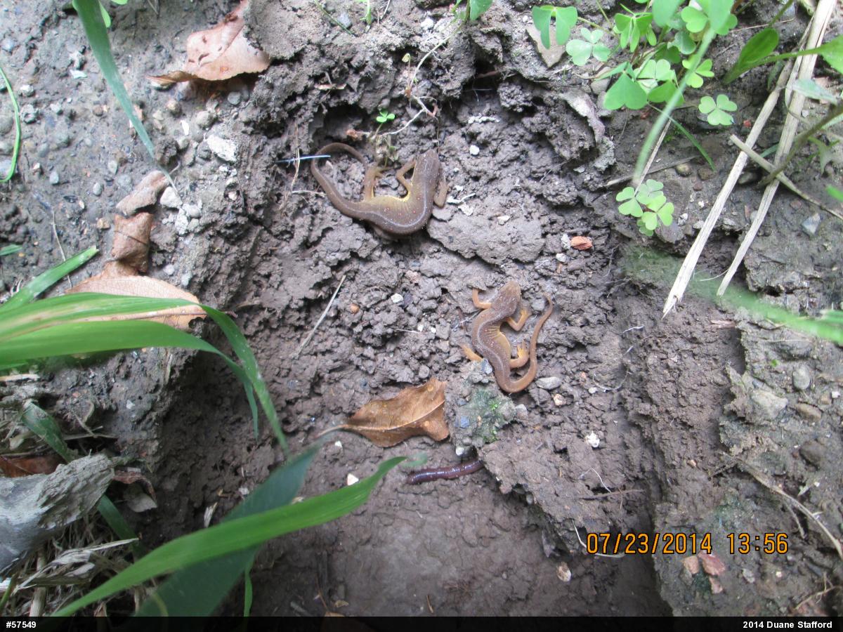 Red-spotted Newt