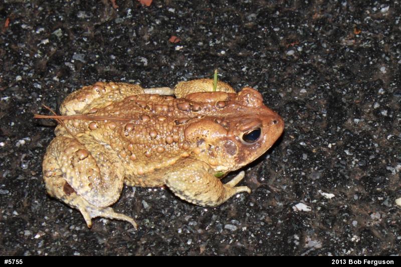Eastern American Toad