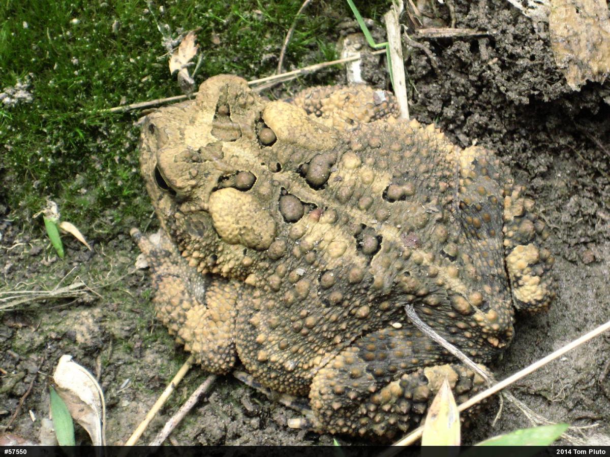 Eastern American Toad
