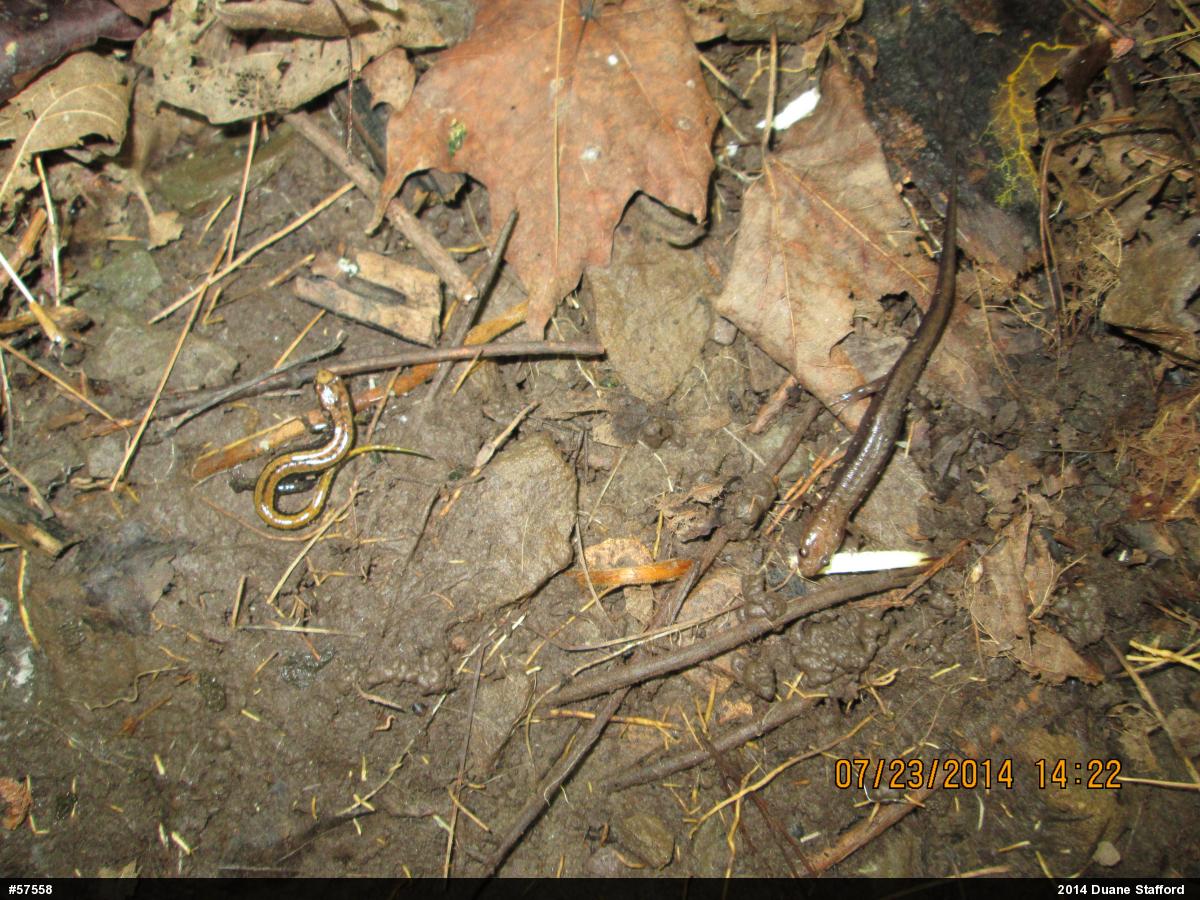 Allegheny Mountain Dusky Salamander