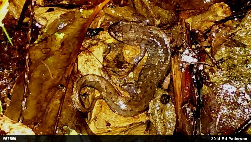 Northern Dusky Salamander
